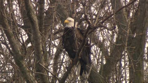 bald eagle nest toronto location